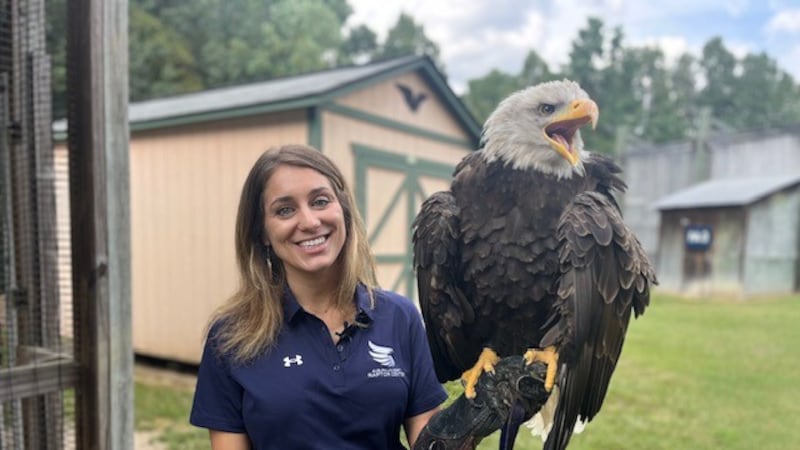 Auburn's eagle Independence left her home stadium and flew in Philadelphia before the Eagles...