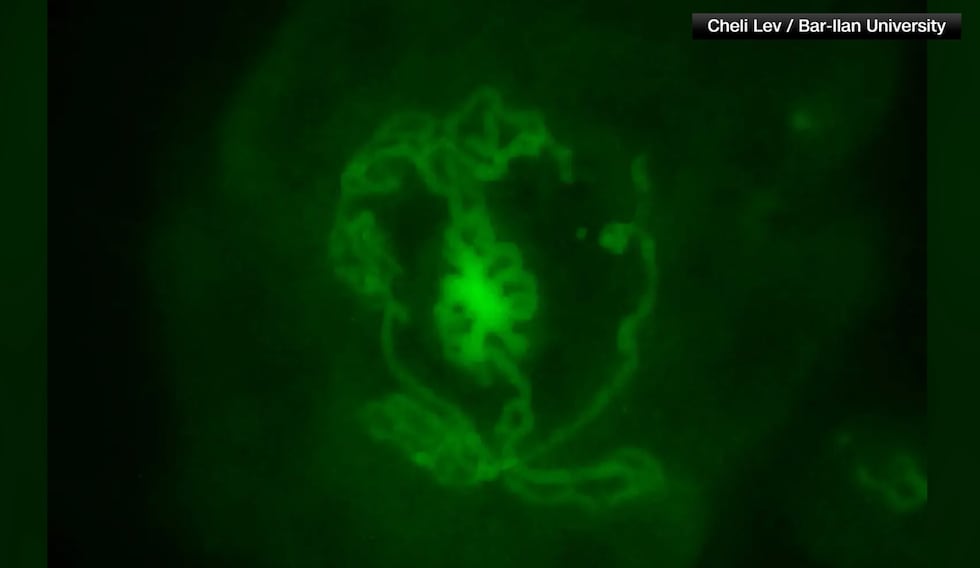 Three Testicles Case Scientists grow world’s first pair of testicles in lab that could help ...