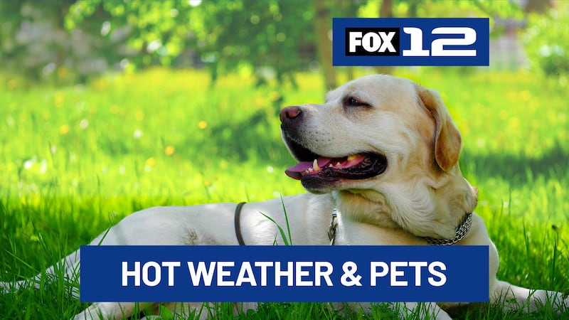 The hot weather can pose serious health risks for your pet – what to watch for and ways to...